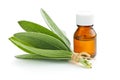 Bottle of essential sage oil. Royalty Free Stock Photo