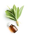 Bottle of essential sage oil. Royalty Free Stock Photo