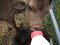 Bottle Fed Calf Royalty Free Stock Photo