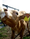 Bottle fed calf Royalty Free Stock Photo