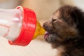 Bottle feeding Royalty Free Stock Photo