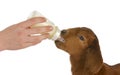 Bottle feeding baby goat Royalty Free Stock Photo