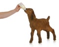 Bottle feeding baby goat Royalty Free Stock Photo