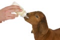 Bottle feeding baby goat Royalty Free Stock Photo