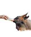 Bottle Feeding Goat Isolated on White Background, Clipping Path