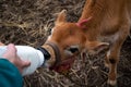 Bottle feeding a jersey calf Royalty Free Stock Photo