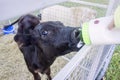 Bottle feeding a poddy black calf