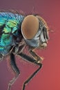 Bottle Fly