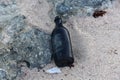 Bottle Found Discarded on a Beach in the Sand