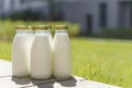 A bottle of fresh milk on a sunny summer farm meadow, grass, nature and plants. Mockup, eco food, dairy products concept Royalty Free Stock Photo