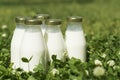 A bottle of fresh milk on a sunny summer farm meadow, grass, nature and plants. Mockup, eco food, dairy products concept Royalty Free Stock Photo