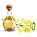 Bottle of fresh organic rape seed oil and oilseed rape flowers, flowering rapeseed canola or colza, isolated, hand drawn Royalty Free Stock Photo