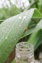 Raindrops on reed leaf Royalty Free Stock Photo