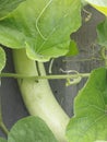 Bottle gaurd vegetable Royalty Free Stock Photo