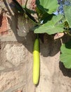 A Bottle gaurd on the vine  Up Home Royalty Free Stock Photo