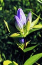 Bottle Gentian 16590