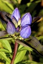 Bottle Gentian 605482