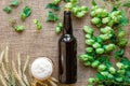 Bottle and Glass beer with Brewing ingredients. Hop flower with wheat. Top view. Royalty Free Stock Photo