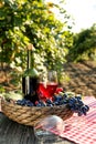 Bottle and glass of red wine with fresh grapes on wooden table in vineyard Royalty Free Stock Photo