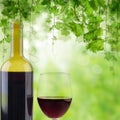 Bottle and glass red wine on green sunny background Royalty Free Stock Photo