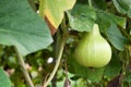 Bottle Gourd Royalty Free Stock Photo