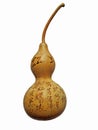 Bottle gourd Royalty Free Stock Photo