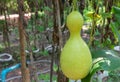 Bottle gourd, Calabash gourd, Flowered gourd, White flowered gourd scientific name: Lagenaria siceraria