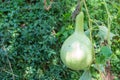 Bottle gourd, Calabash gourd, fruit and trees Royalty Free Stock Photo