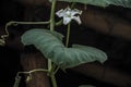 Bottle gourd flower with green leaf in the tree. Royalty Free Stock Photo