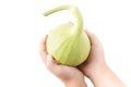 Bottle gourd fruit on little hand isolated Royalty Free Stock Photo