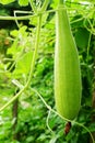 Bottle gourd at garden