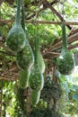 Bottle gourd in garden