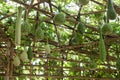 Bottle gourd in garden