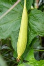 Bottle gourd, ghia tori hanging over leafs in vegetable garden Royalty Free Stock Photo