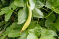 Bottle gourd, ghia tori hanging over leafs in vegetable garden Royalty Free Stock Photo