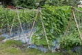 Bottle gourd grow in garden. organic brinjal eggplant in farm.