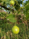 Bottle gourd hanging from loft,a low calories food with high essential nutrients.