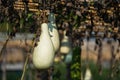 Bottle gourd or Lagenaria siceraria hanging on vine in farm