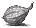 Bottle gourd or Lagenaria siceraria vintage engraving