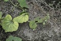 Bottle gourd leaf/ vine infected by Virus