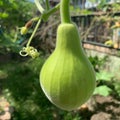 Bottle gourd plant Royalty Free Stock Photo