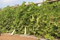 Bottle gourd plant with bottle gourd hanging in agricultural farm. Long winter melon called as calabash or lagenaria siceraria gro