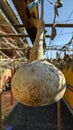 Bottle gourd plant Royalty Free Stock Photo