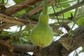 Bottle gourd plant in village Royalty Free Stock Photo