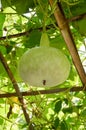 Bottle gourd plants Royalty Free Stock Photo