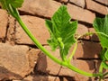 Bottle Gourd round Blooming.Flower.Calabash leaves and morning light in the garden,bottle gourd, or white-flowered gourd. Royalty Free Stock Photo