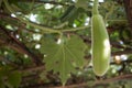 Bottle gourd tree in village Royalty Free Stock Photo