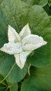 Bottle gourd vegitables flower Royalty Free Stock Photo