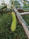 Bottle gourd Royalty Free Stock Photo