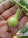 Bottle Gourds Royalty Free Stock Photo